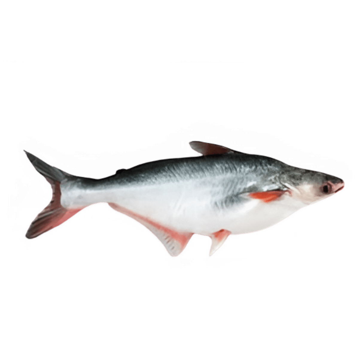 TMPL Imported Basa Silver Fish