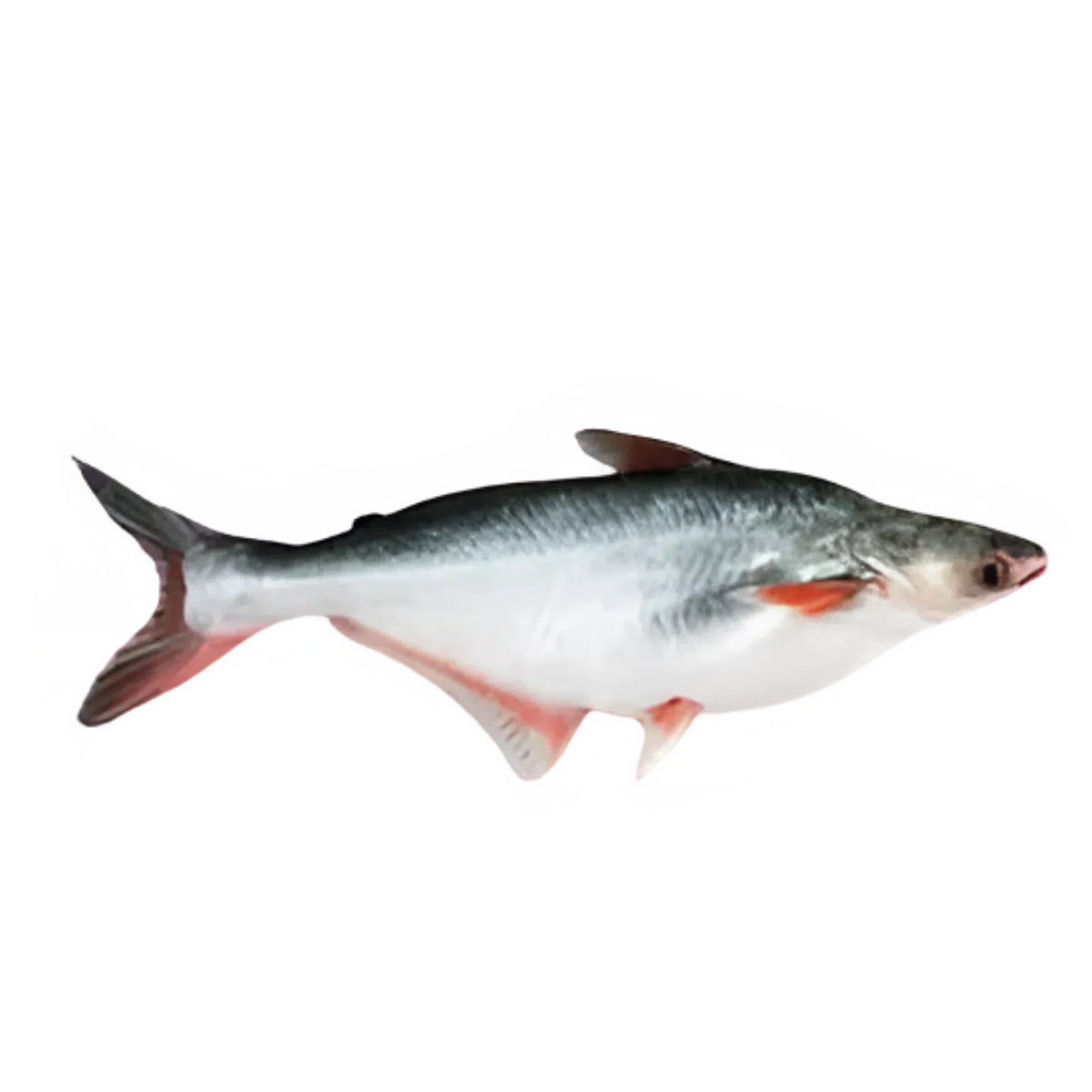 TMPL Imported Basa Silver Fish