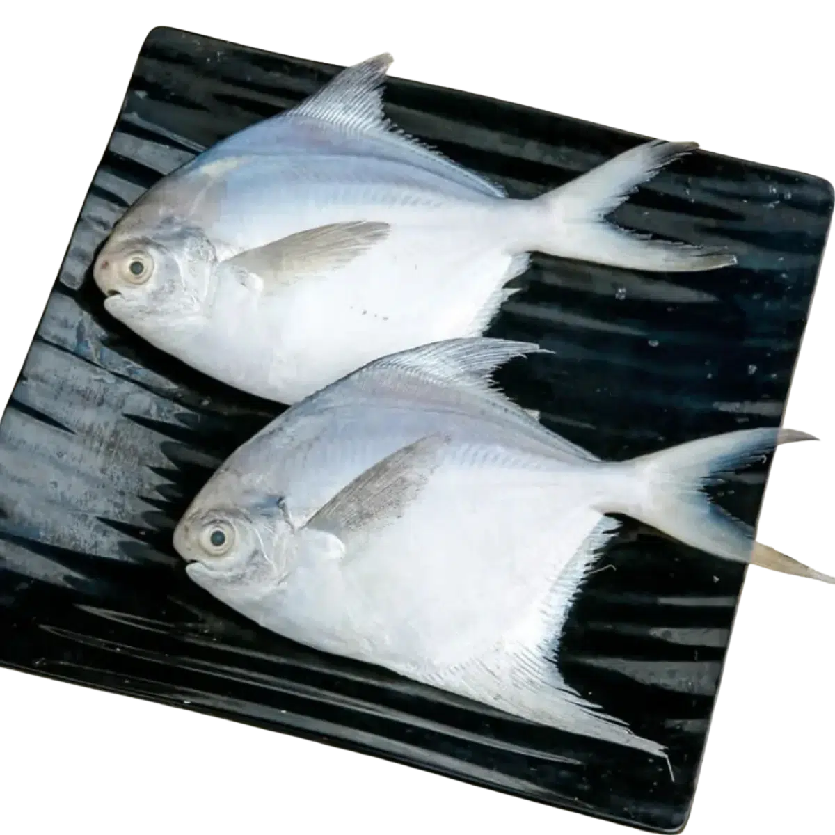 Poulsea White Pomfret Whole 5-6 Count (150-200g)